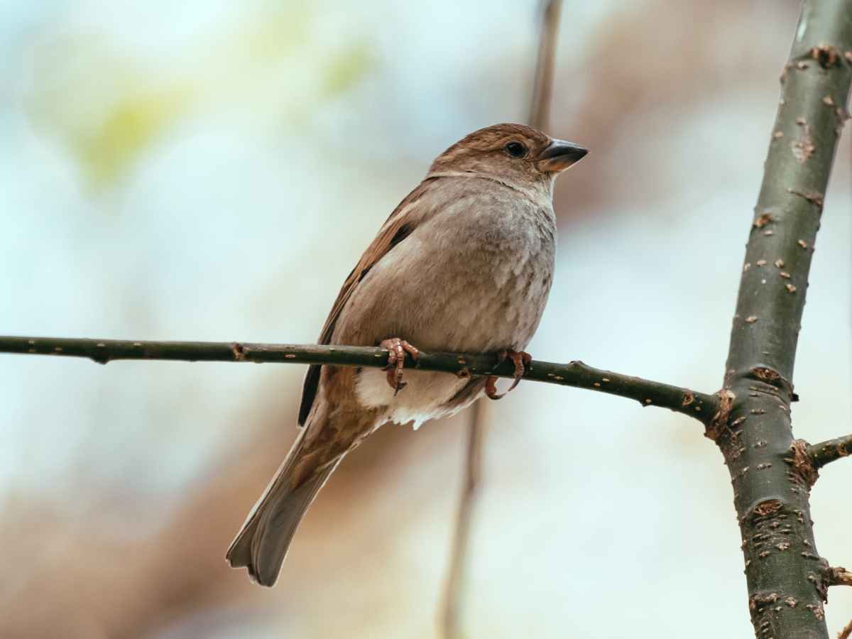 The Dying Wish and Poetic Inspiration in John Keats’ “Ode to a Nightingale” (2021)